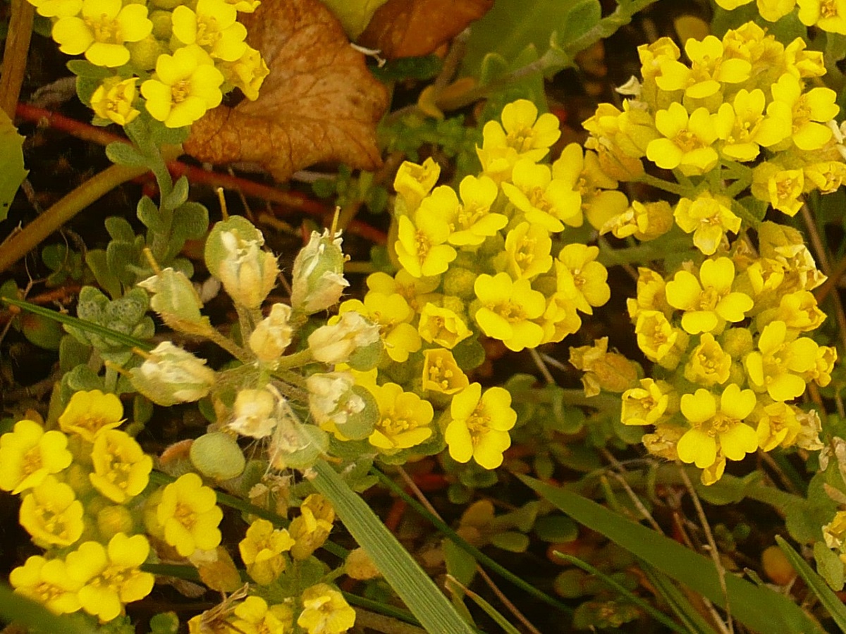 Alyssum loiseleurii (Brassicaceae)